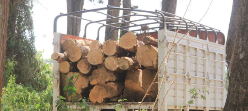 A lorry with logs.